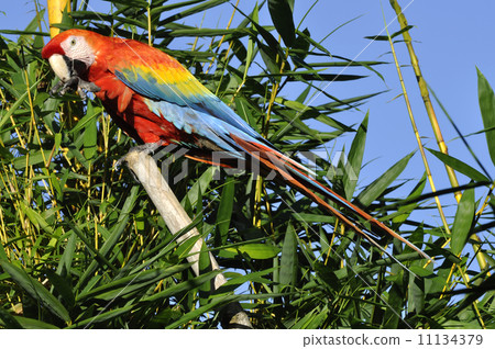 Amazonian Macaw - Ara ararauna in front of a blue sky 11134379