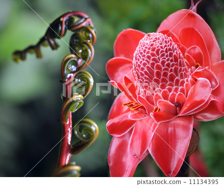 Closeup of Plant from jungle Torch Ginger, Phaeomeria Magnifica Closeup of Plant from jungle Torch Ginger, Phaeomeria Magnifica 11134395