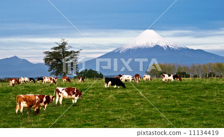 Idyllic landscape of Osorno Volcano, Lake Region, Chile 11134419
