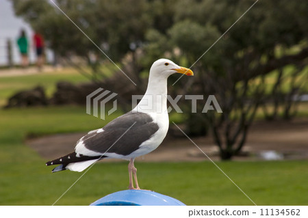 Seagul 11134562