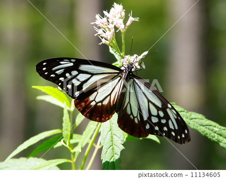 Asagi madara Asagi madara 11134605