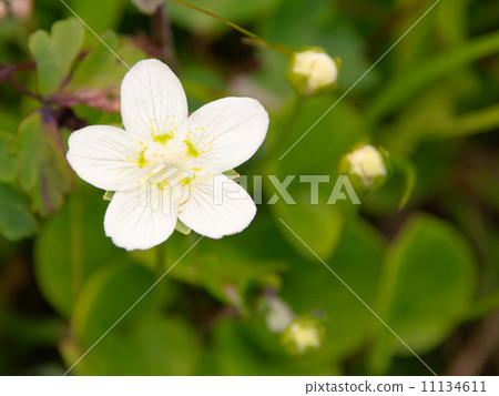 Umebachissau Umebachissau 11134611