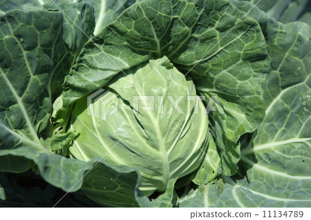 有機農藥領域的白菜 11134789