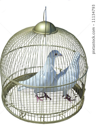 two white pigeon in cage two white pigeon in cage 11134793