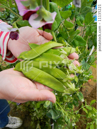 Harvest of Oosaya Kinusaya Harvest of Oosaya Kinusaya 11135221