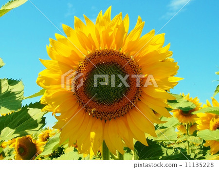 French Sunflower French Sunflower 11135228