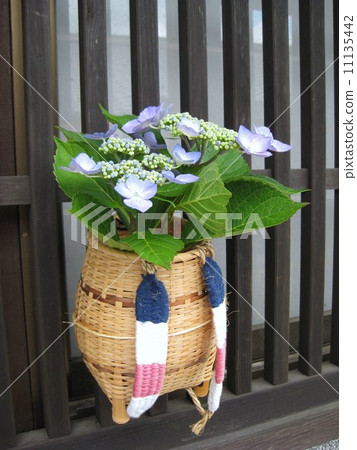 hydrangea   11135442