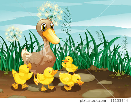 A duck and her ducklings near the grassland A duck and her ducklings near the grassland 11135544