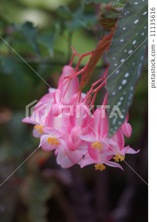 Trees Begonia's name is "shooting star" 11135616