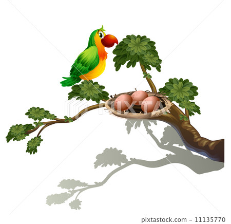 A parrot and a nest A parrot and a nest 11135770