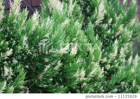 Leyland柏樹銀塵 11135829