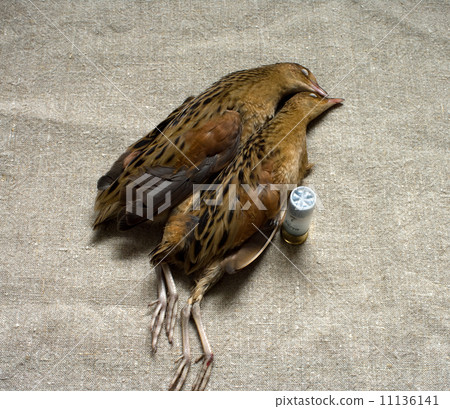 Corn-crakes and cartridge. 11136141