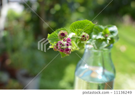 Agelatum Agelatum 11136249