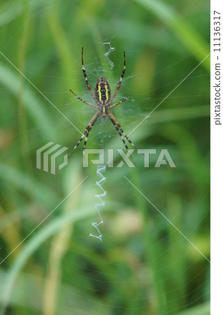 我的名字是Nagajin Spider，Naga Koganegumo。 11136317