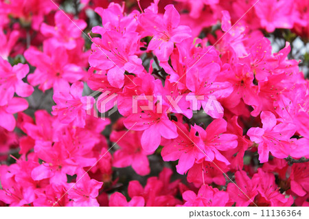 It is a kind of glossy Kurume azalea It is a kind of glossy Kurume azalea 11136364