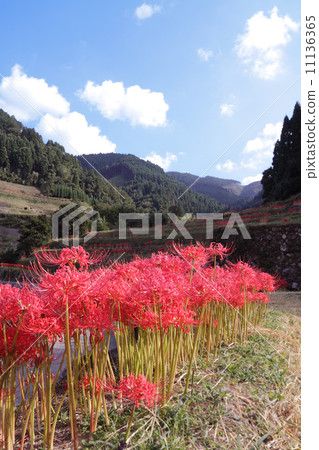 Higisaki花在下午發光 11136365