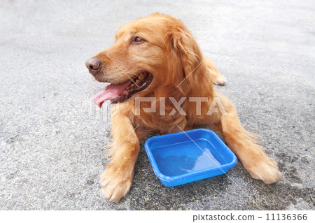 當我喝水和玩耍的時候,當我拿著金毛獵犬時,我已經十三歲了 當我喝水和玩耍的時候,當我拿著金毛獵犬時,我已經十三歲了 11136366