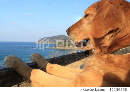 Golden retriever shooting when I want to enter the sea When I shoot 13 years old 11136368