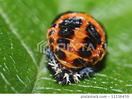 Extreme macro ladybug pupa on the green leaf. 11136459