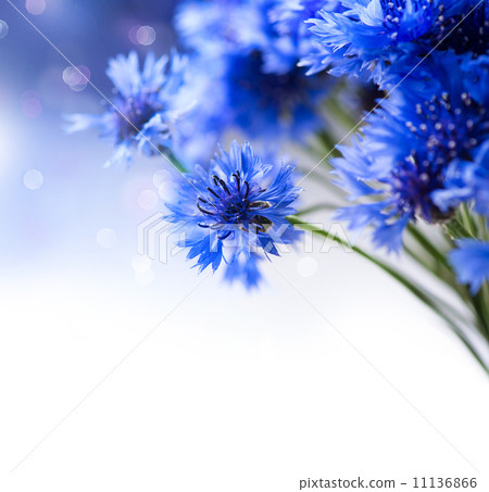 Cornflowers. Wild Blue Flowers Blooming. Border Art Design Cornflowers. Wild Blue Flowers Blooming. Border Art Design 11136866