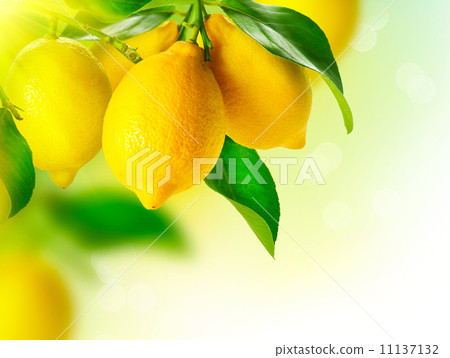 Lemon. Ripe Lemons Hanging on a Lemon tree. Growing Lemon Lemon. Ripe Lemons Hanging on a Lemon tree. Growing Lemon 11137132