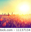 Field. Rural Landscape under Shining Sunlight 11137134