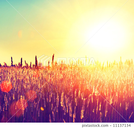Field. Rural Landscape under Shining Sunlight Field. Rural Landscape under Shining Sunlight 11137134