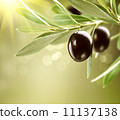 Growing Olives. Black Ripe Olive on a Tree 11137138