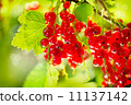 Red Currant. Ripe and Fresh Organic Redcurrant Berries 11137142