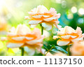 Rose Flower. Growing and Blooming Roses in the Garden 11137150