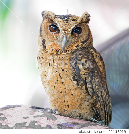 Oriental Scops Owl 11137919