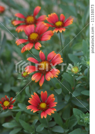 I am Tenjin Chrysanthemum Tenningiku. I am Tenjin Chrysanthemum Tenningiku. 11138073