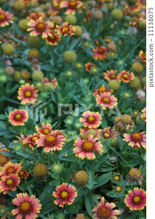 I am Tenjin Chrysanthemum Tenningiku. I am Tenjin Chrysanthemum Tenningiku. 11138075