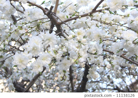 Shidare Hanamomo(白色):一朵哭泣的花桃 Shidare Hanamomo(白色):一朵哭泣的花桃 11138126