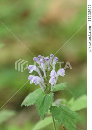 黃芩 黃芩 11138691