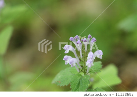 黃芩 黃芩 11138692