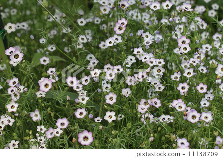Gilia Tricolore 11138709