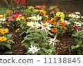 白花 11138845