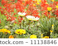 花 11138846