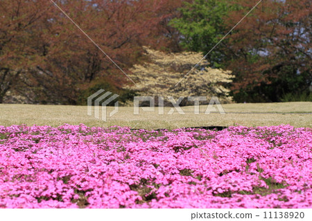 Shiba櫻花公園 Shiba櫻花公園 11138920