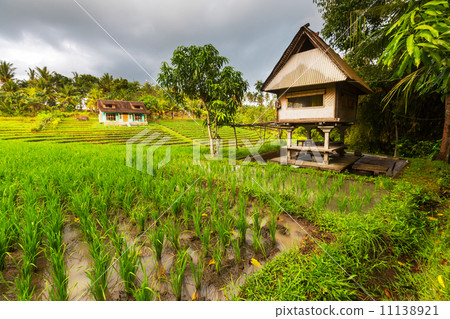 Rice terrace Rice terrace 11138921