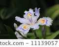 Shaga 11139057