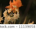 Narcissus 11139058