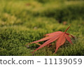 Momiji 11139059