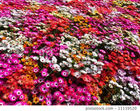 Livingston Daisy 11139520