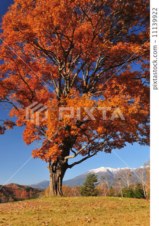 Fall of Kaeda Kogen Fall of Kaeda Kogen 11139922