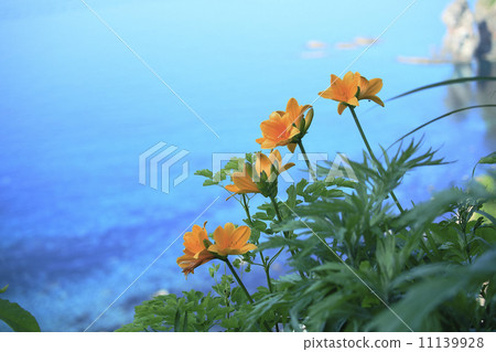 Ezokanzow與shakeda藍色背面 Ezokanzow與shakeda藍色背面 11139928