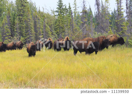 Bison of Yellowknife 11139930
