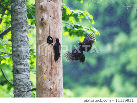 Around the time of bear nesting 11139931