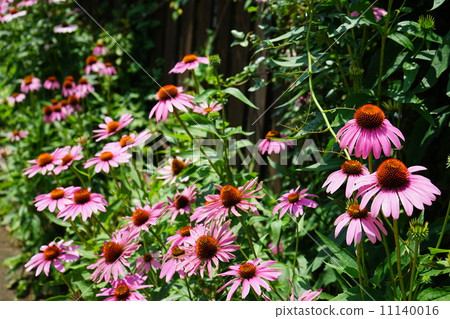 June Flower Echinacea and Chrysanthemum 27 Group Division June Flower Echinacea and Chrysanthemum 27 Group Division 11140016